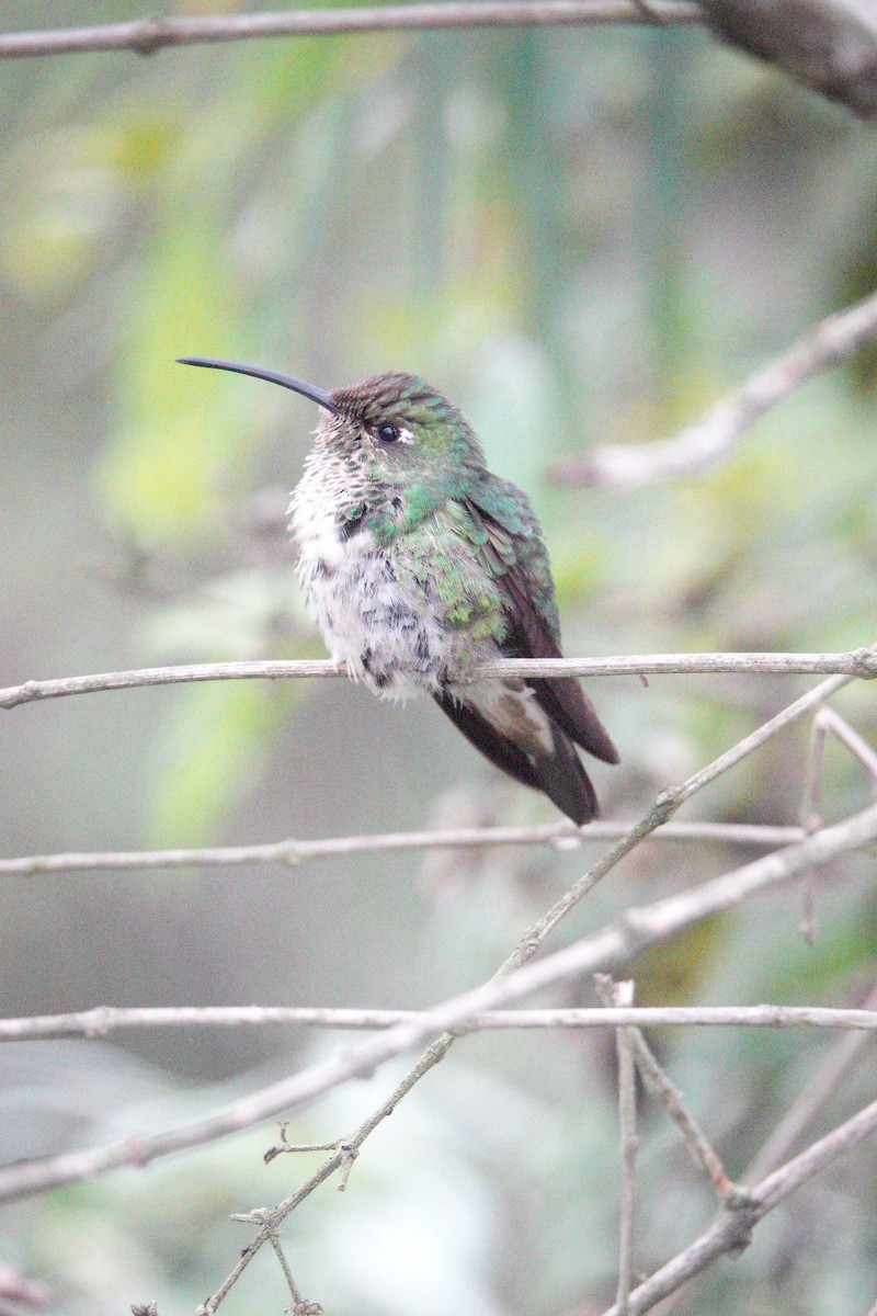 kolibřík aksamitový - ML617912119