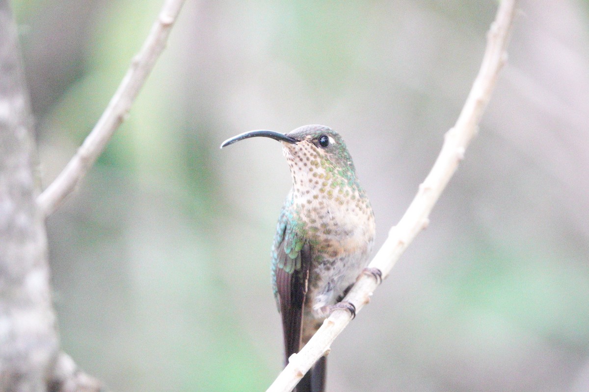 kolibřík aksamitový - ML617912120