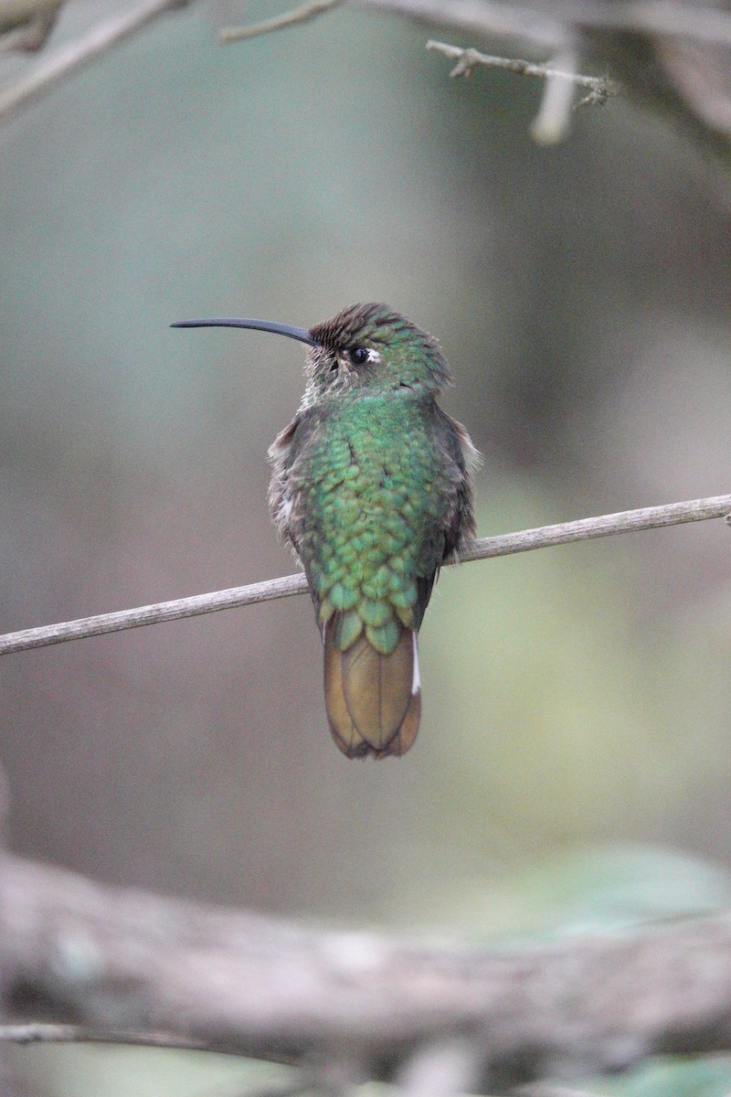 kolibřík aksamitový - ML617912121