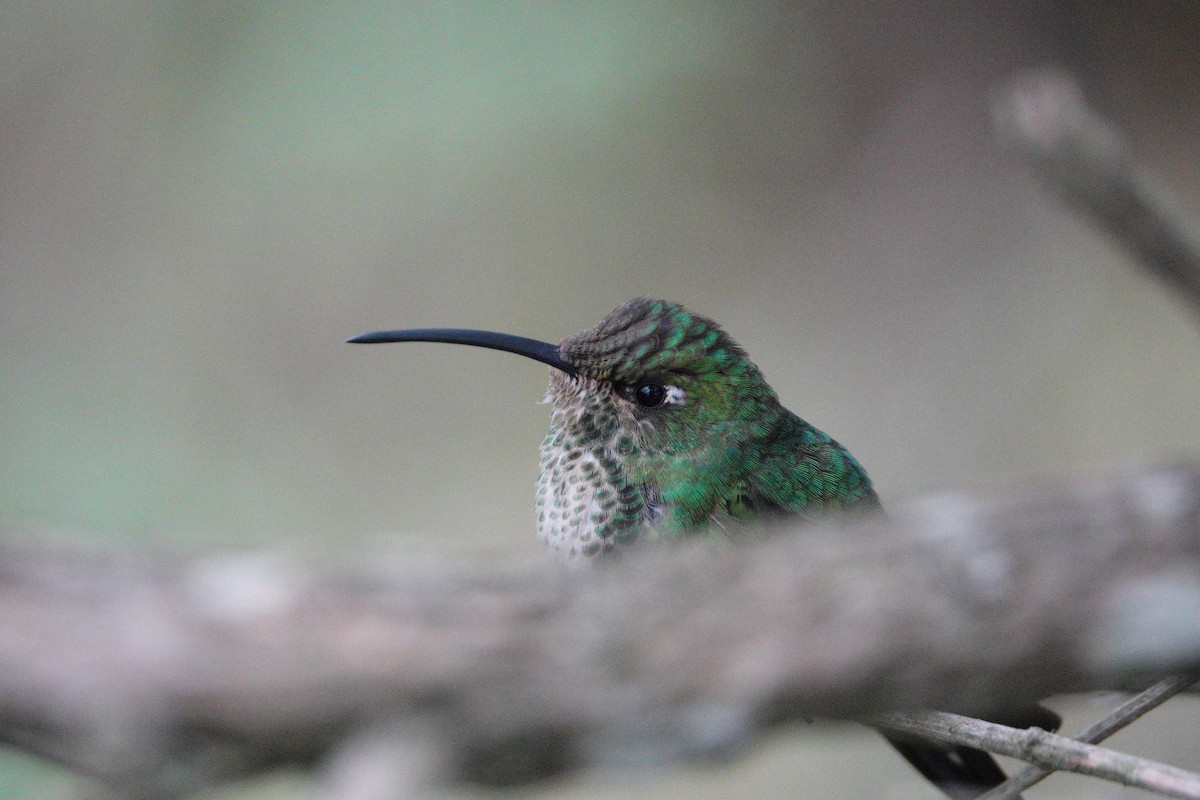 kolibřík aksamitový - ML617912122