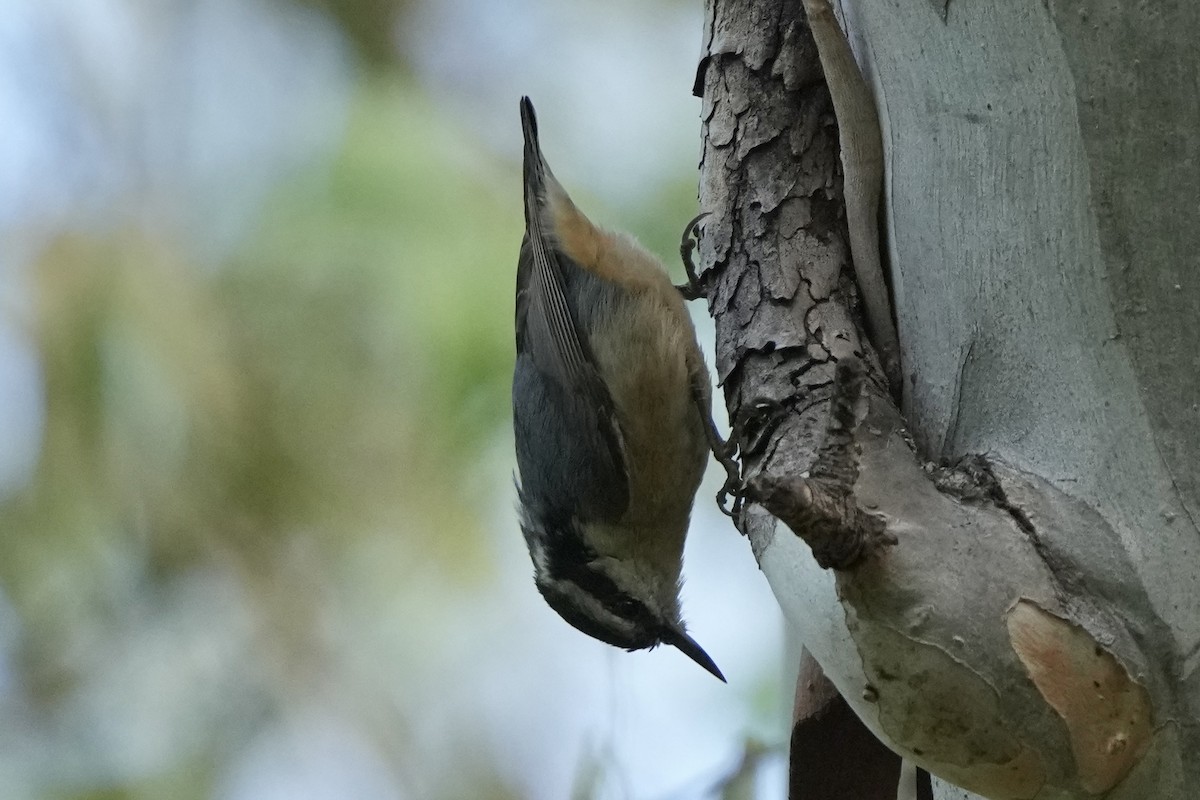 Red-breasted Nuthatch - Tom Cassaro