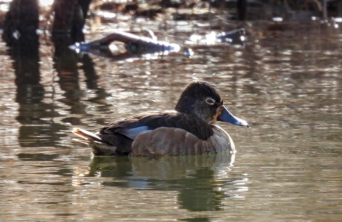 Ring-necked Duck - ML617912159