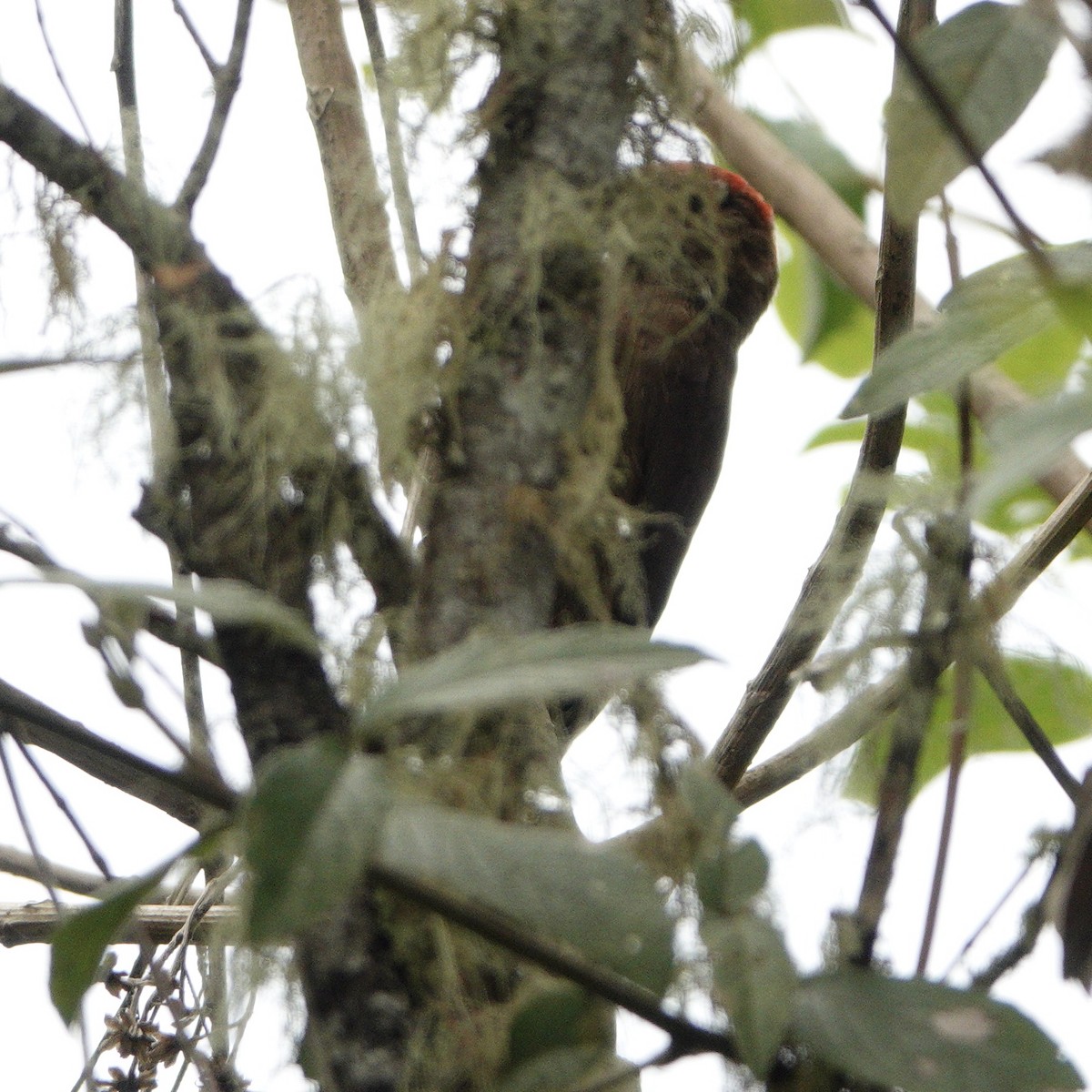 Smoky-brown Woodpecker - ML617912176