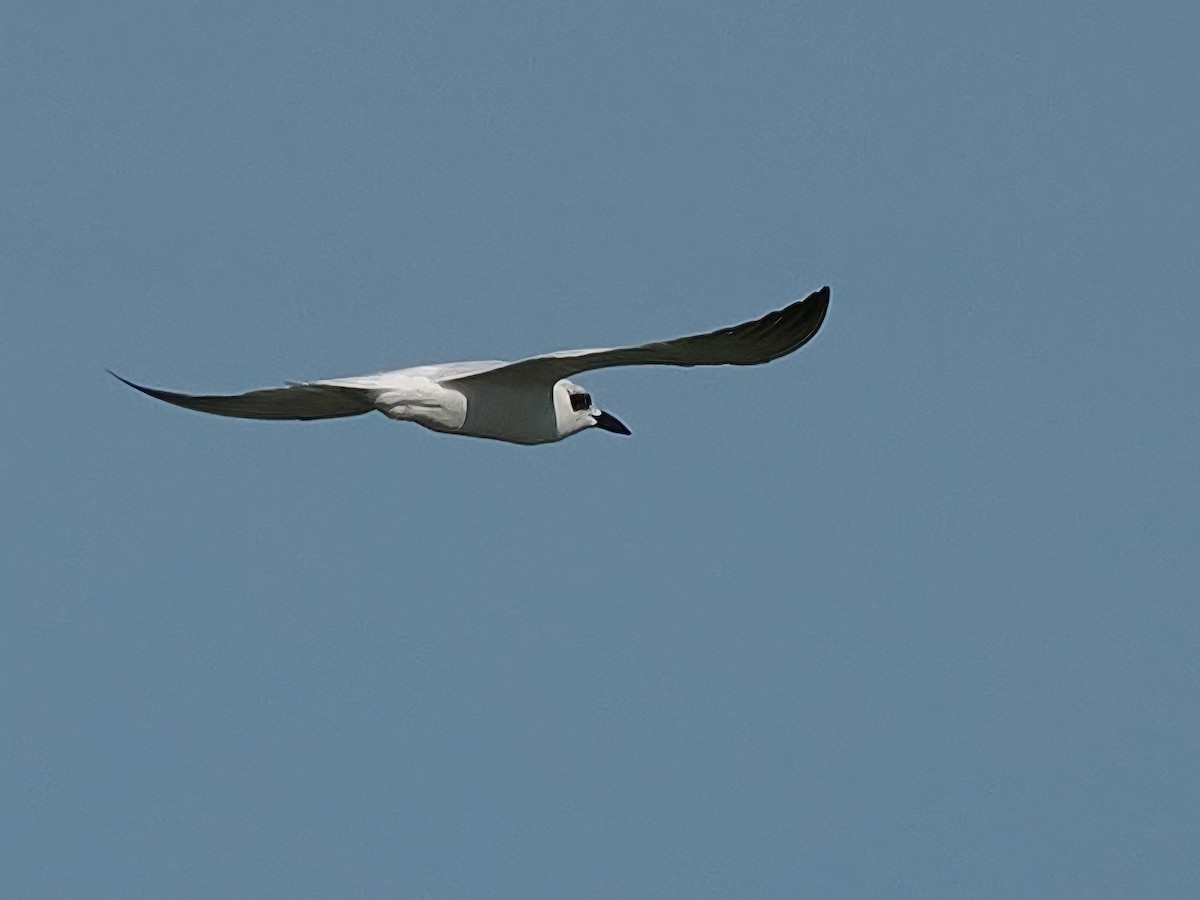 Australian Tern - ML617912199