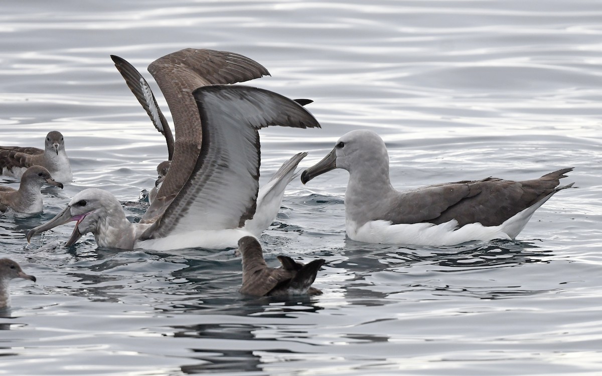 Salvin's Albatross - Christoph Moning