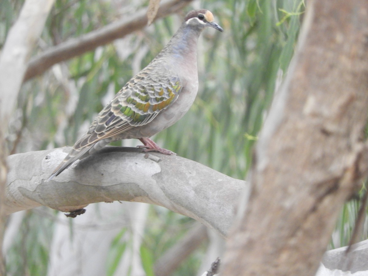 Common Bronzewing - Charles Silveira