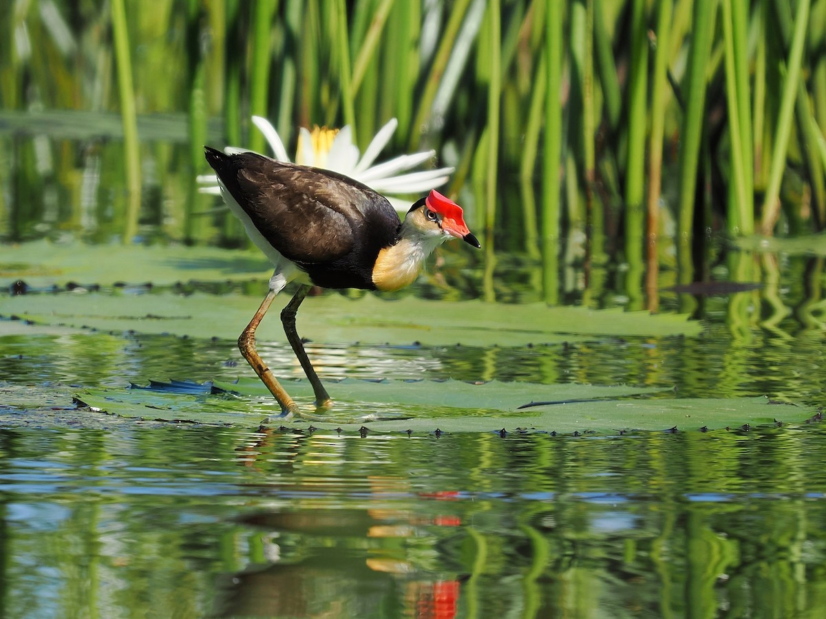 Comb-crested Jacana - Len and Chris Ezzy