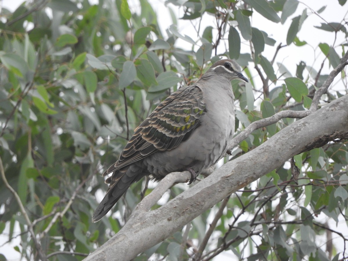 Common Bronzewing - Charles Silveira