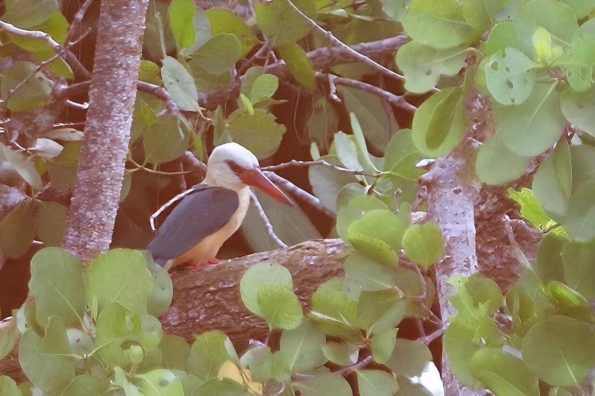 Stork-billed Kingfisher - ML617912270