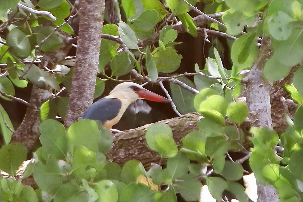 Stork-billed Kingfisher - ML617912271