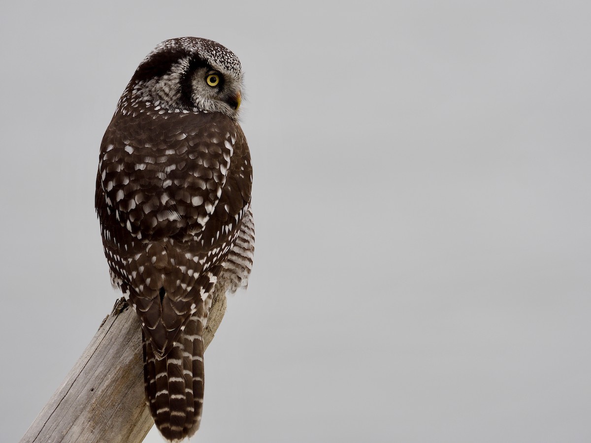 Northern Hawk Owl - ML617912274