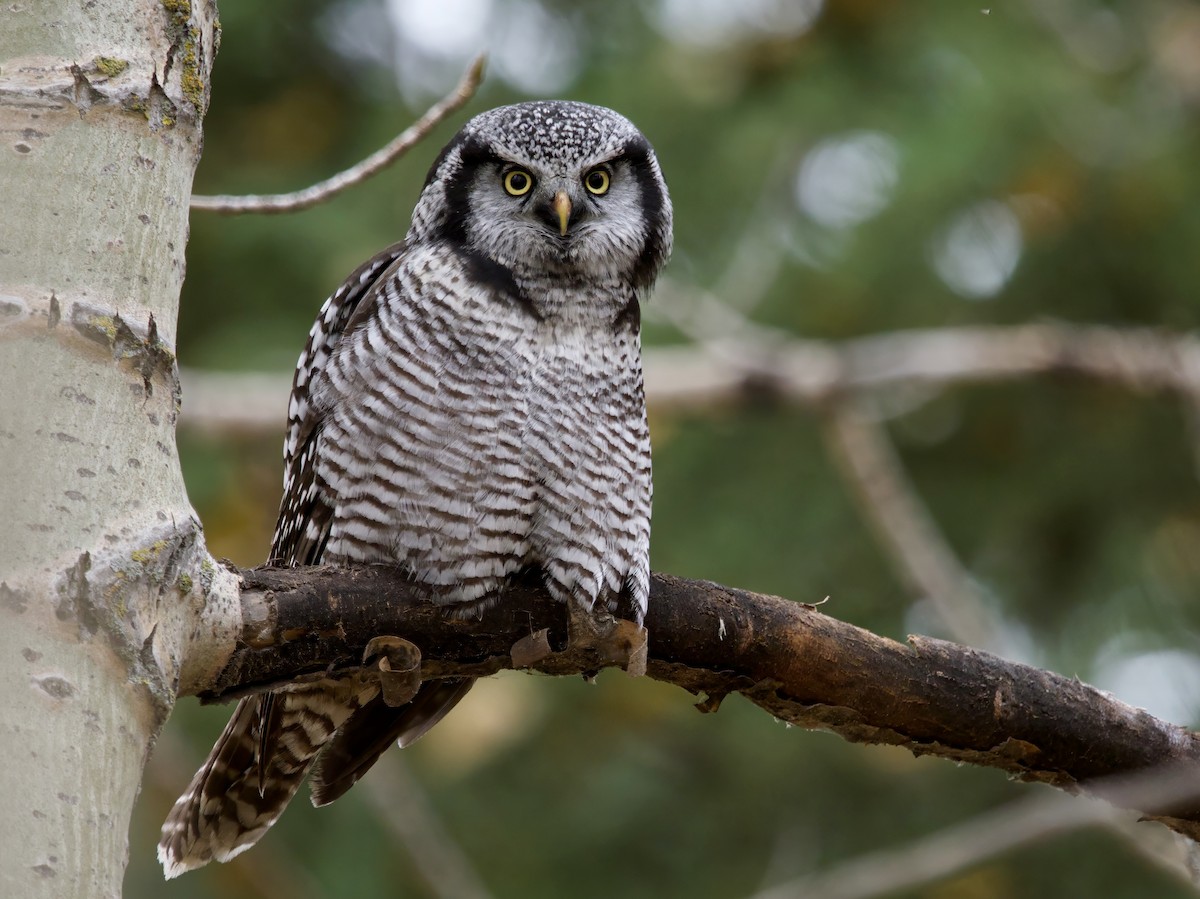 Northern Hawk Owl - ML617912275