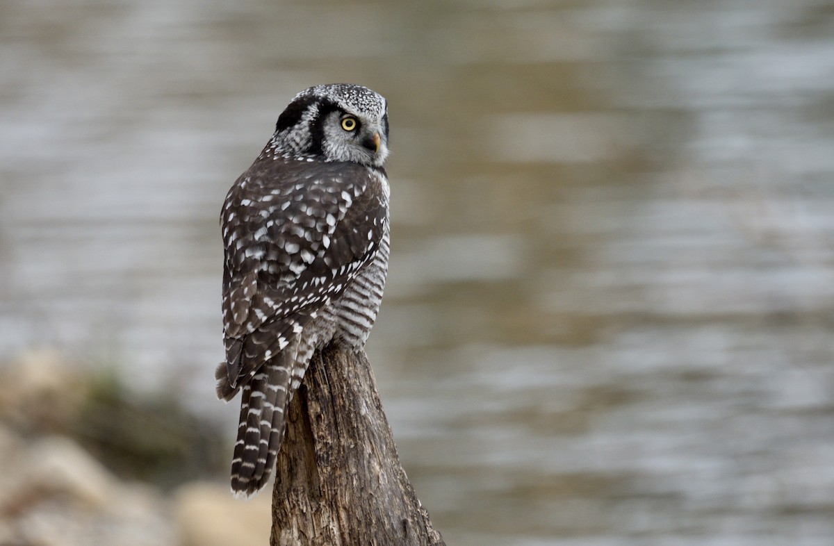 Northern Hawk Owl - ML617912276
