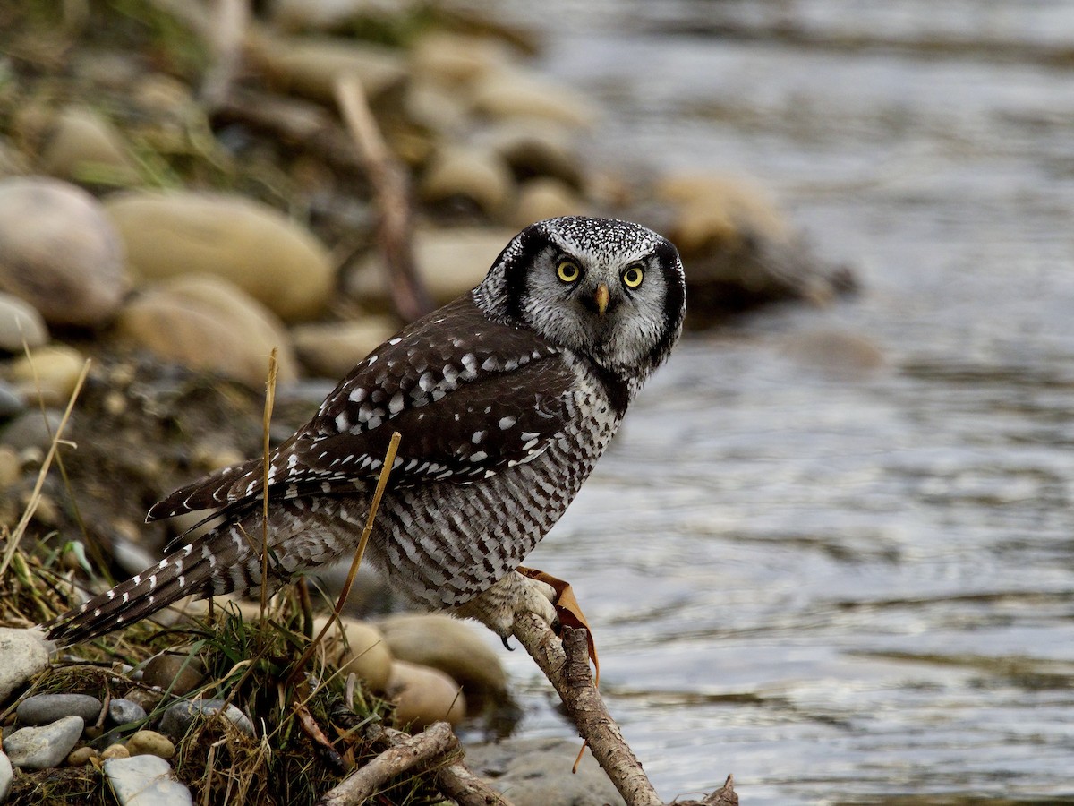 Northern Hawk Owl - Trevor Churchill