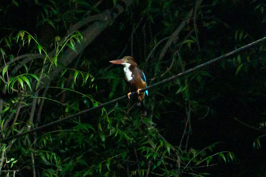 White-throated Kingfisher - ML617912289