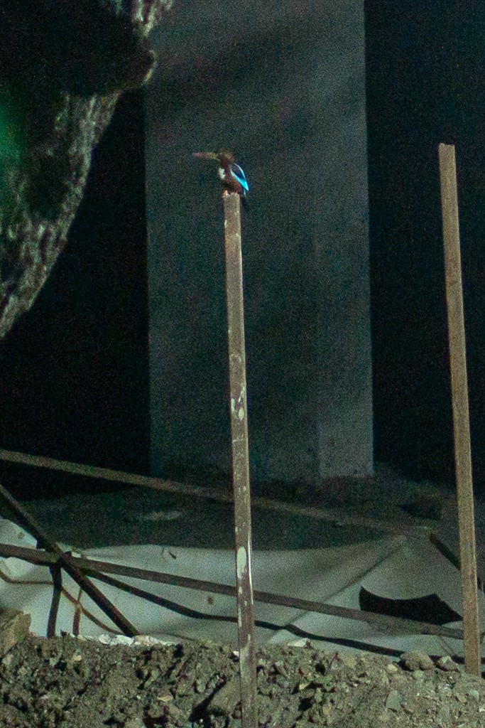 White-throated Kingfisher - ML617912292