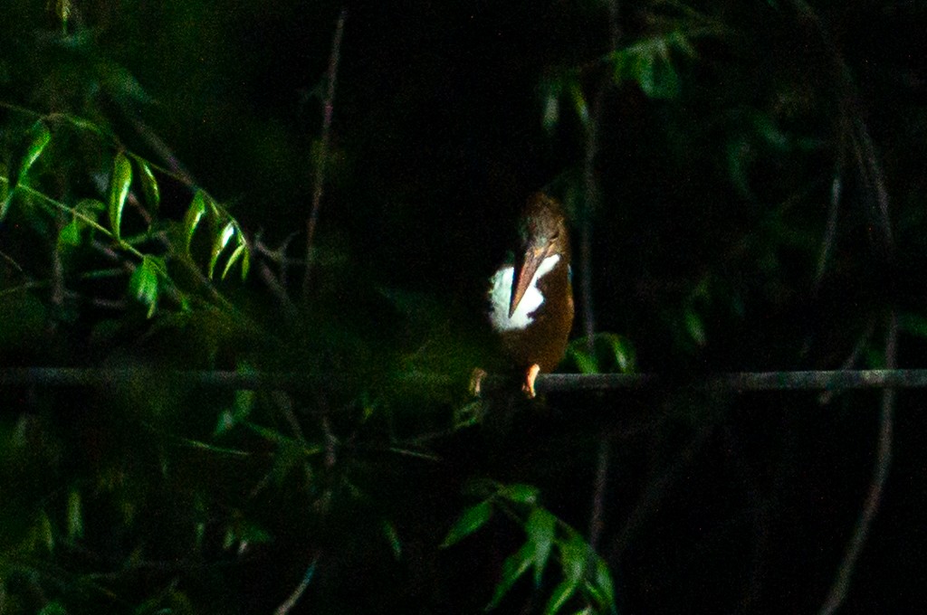 White-throated Kingfisher - ML617912298