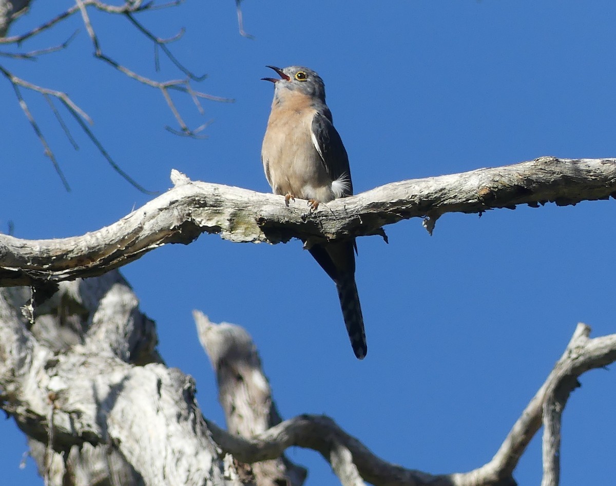 Fan-tailed Cuckoo - ML617912310