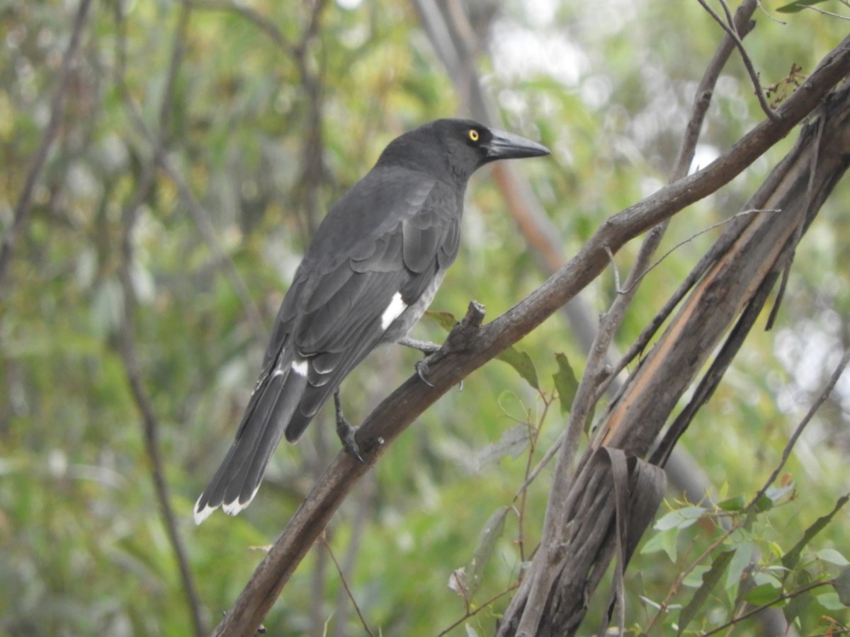 Pied Currawong - ML617912315
