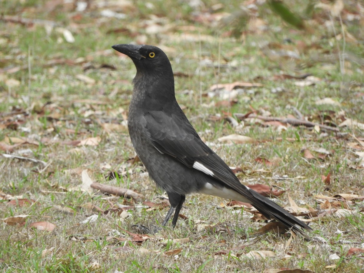 Pied Currawong - ML617912346
