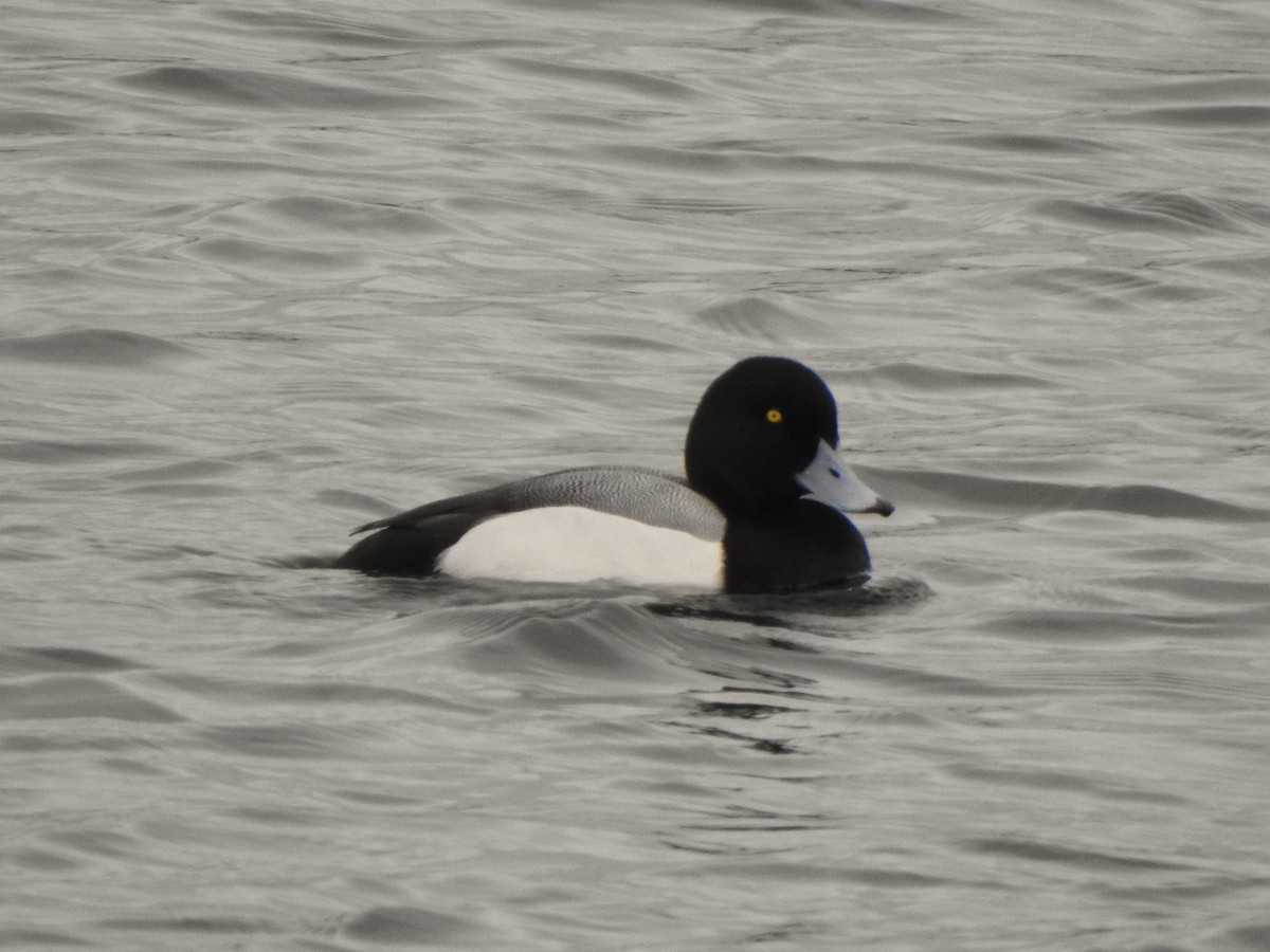 Greater Scaup - ML617912358