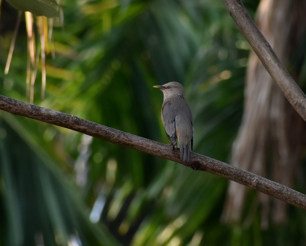 Chestnut-tailed Starling - ML617912365