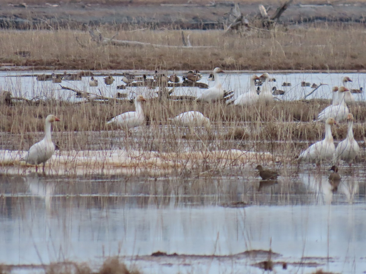 Ebird Checklist - 22 Apr 2024 - Kenai--warren Ames Bridge (river, Flats 