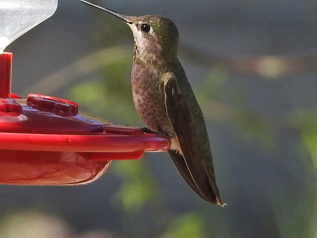 Anna's Hummingbird - ML617912422