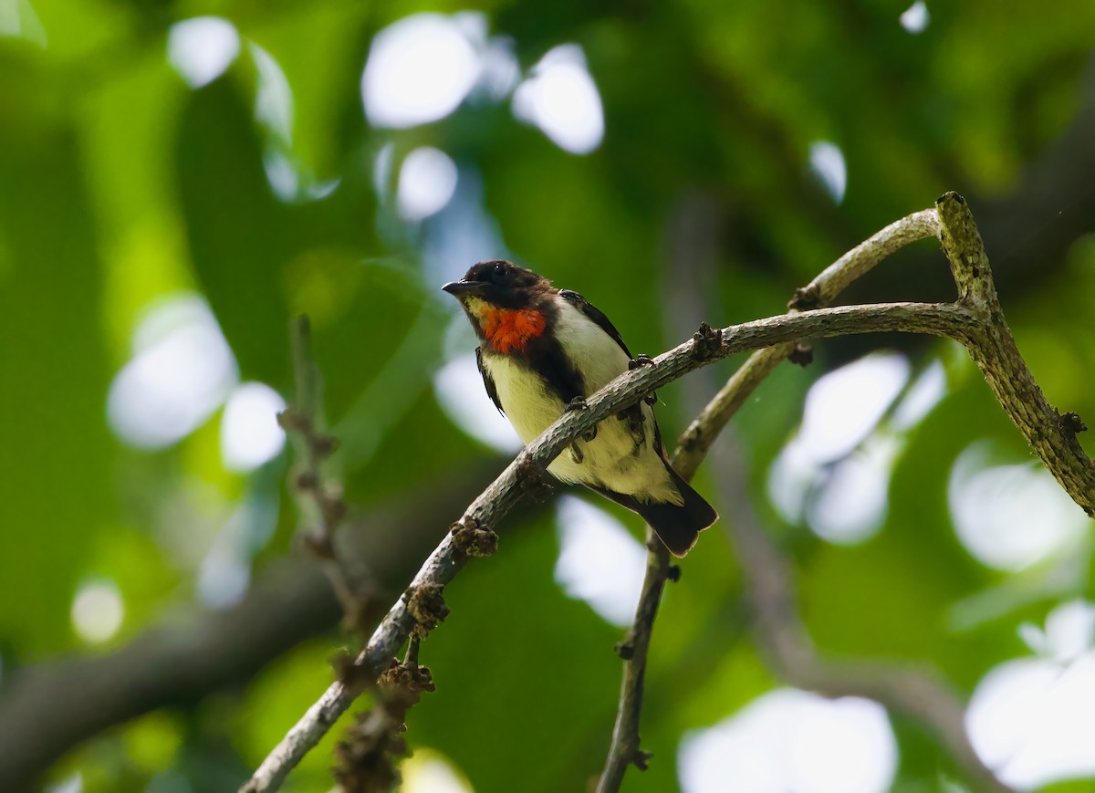 Red-chested Flowerpecker - ML617912427
