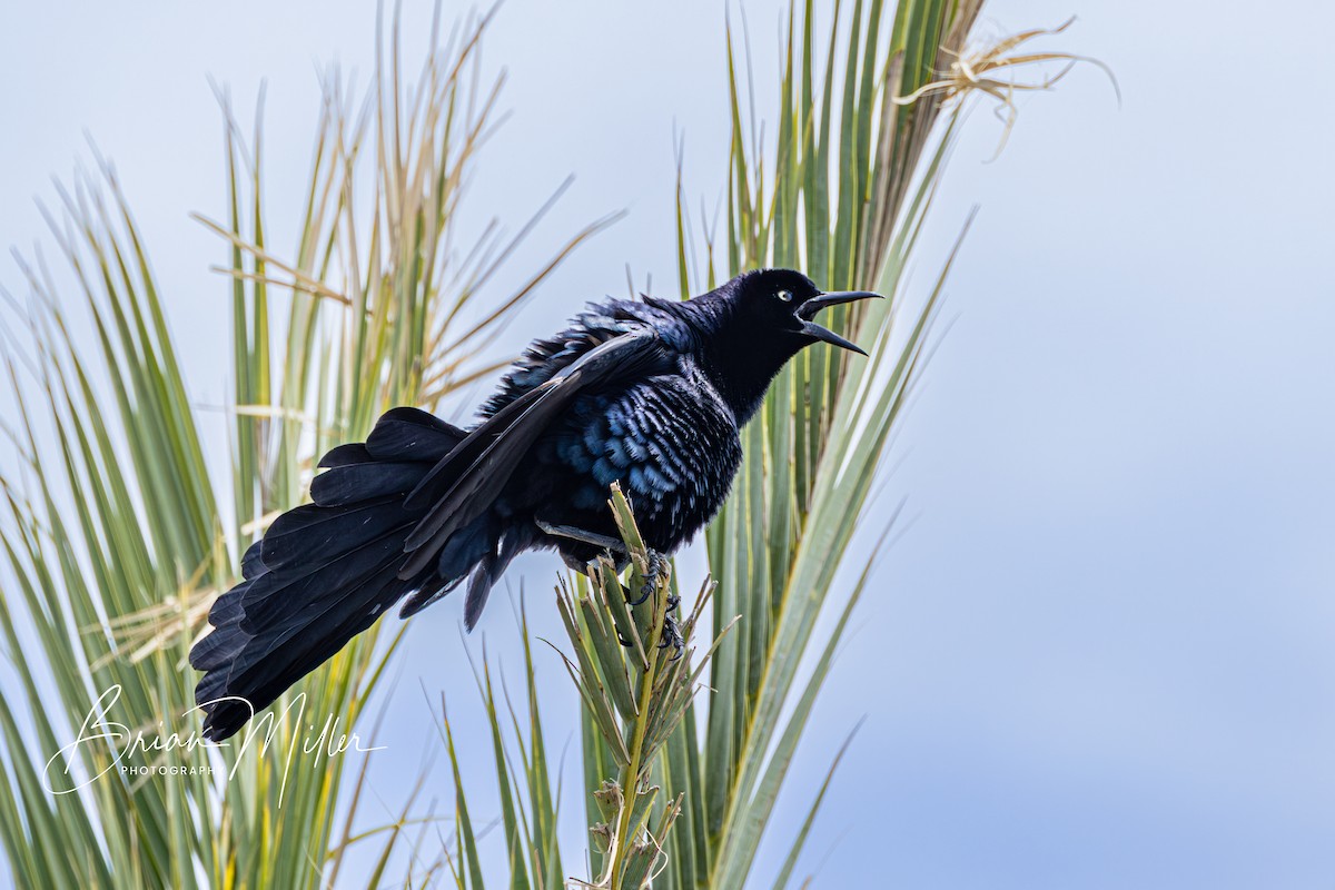 Great-tailed Grackle - ML617912503