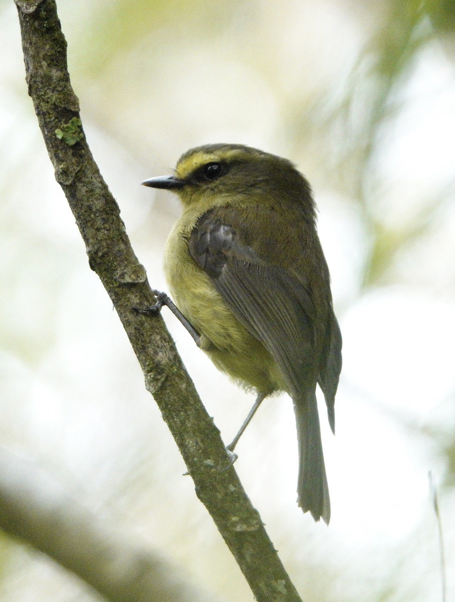 Yellow-bellied Chat-Tyrant - ML617912507