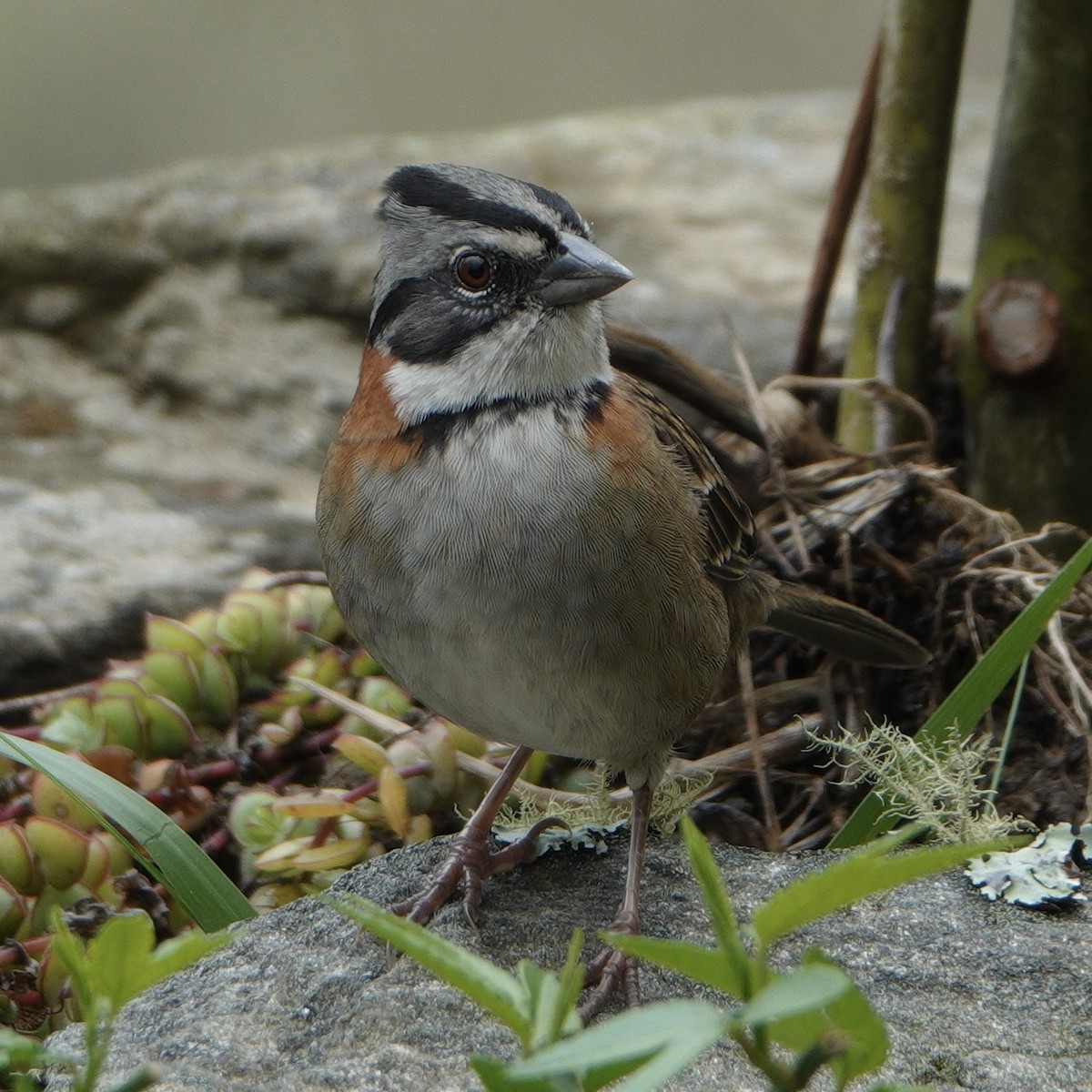 Rufous-collared Sparrow - ML617912512