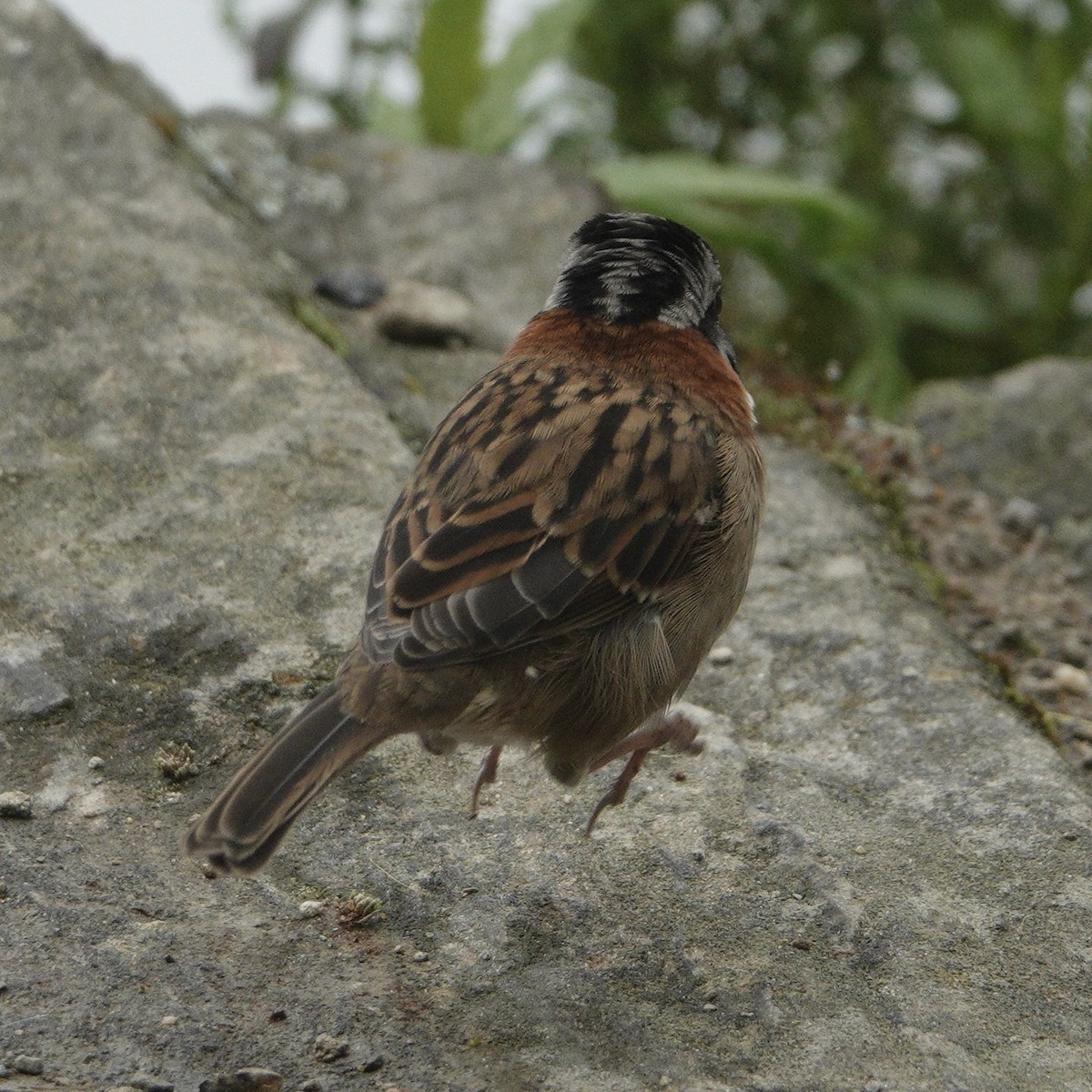 Rufous-collared Sparrow - ML617912513