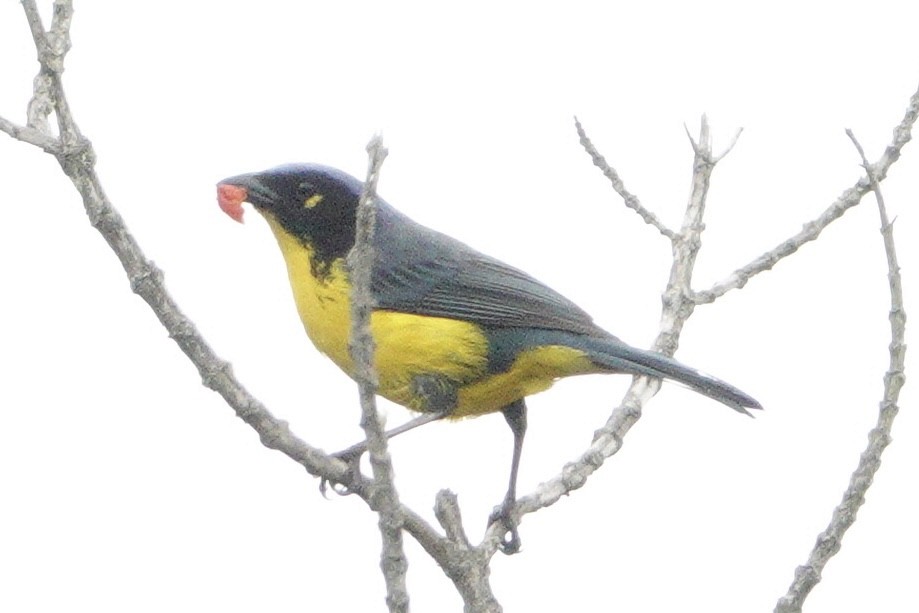 Black-cheeked Mountain Tanager - ML617912519