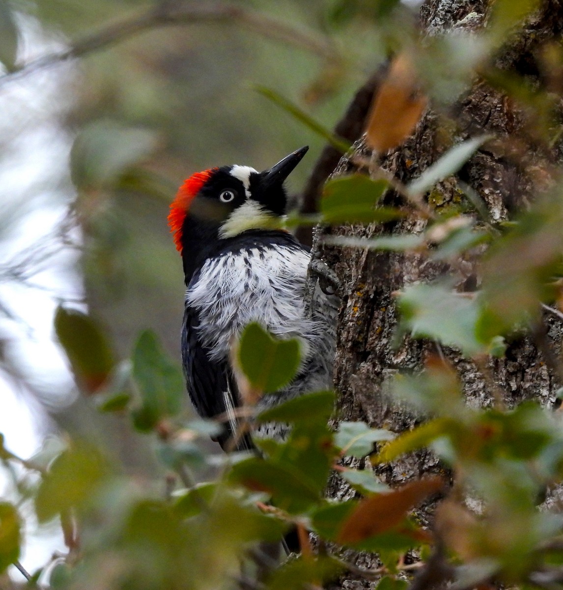 Acorn Woodpecker - James Earles