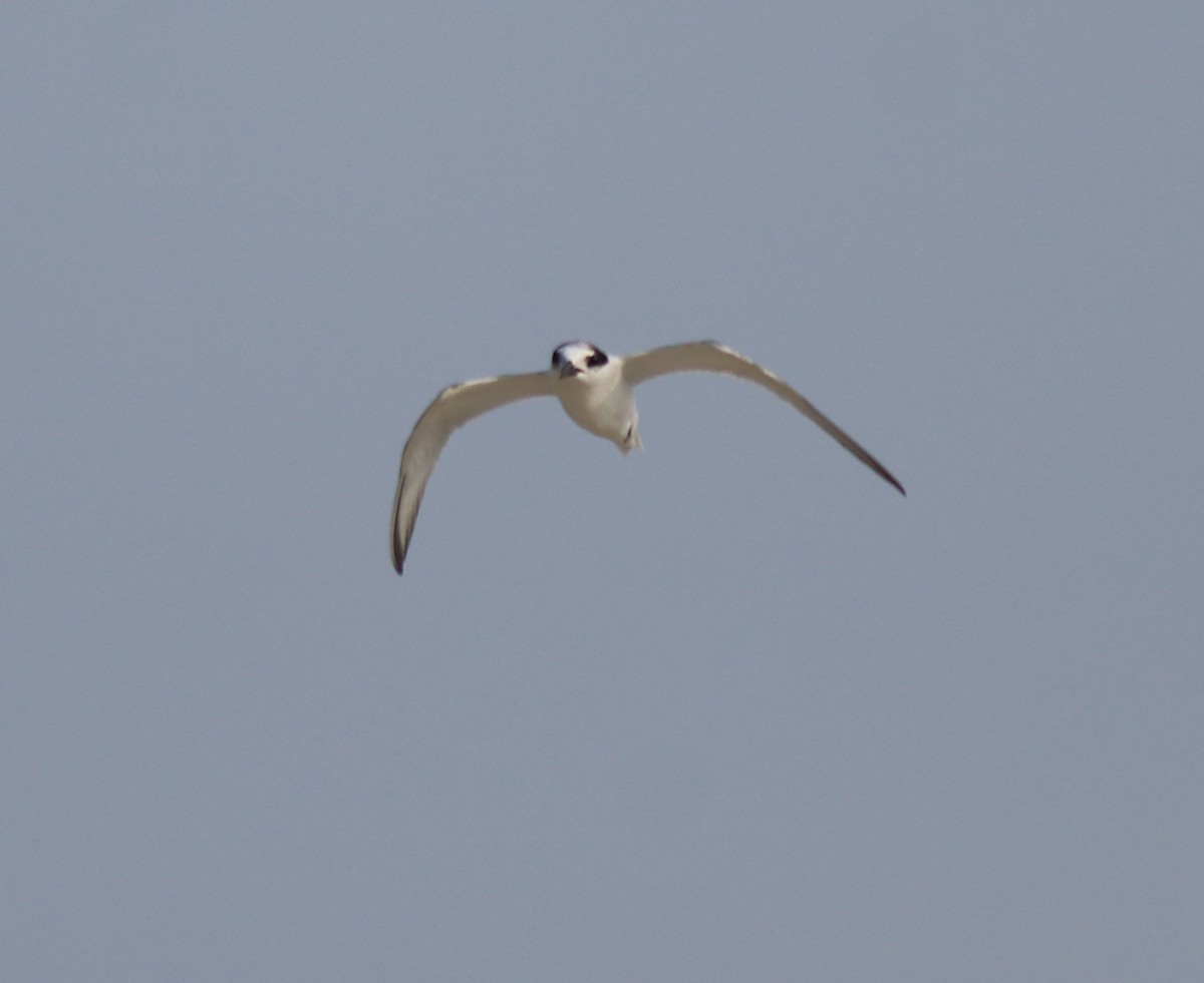 Little Tern - Afsar Nayakkan