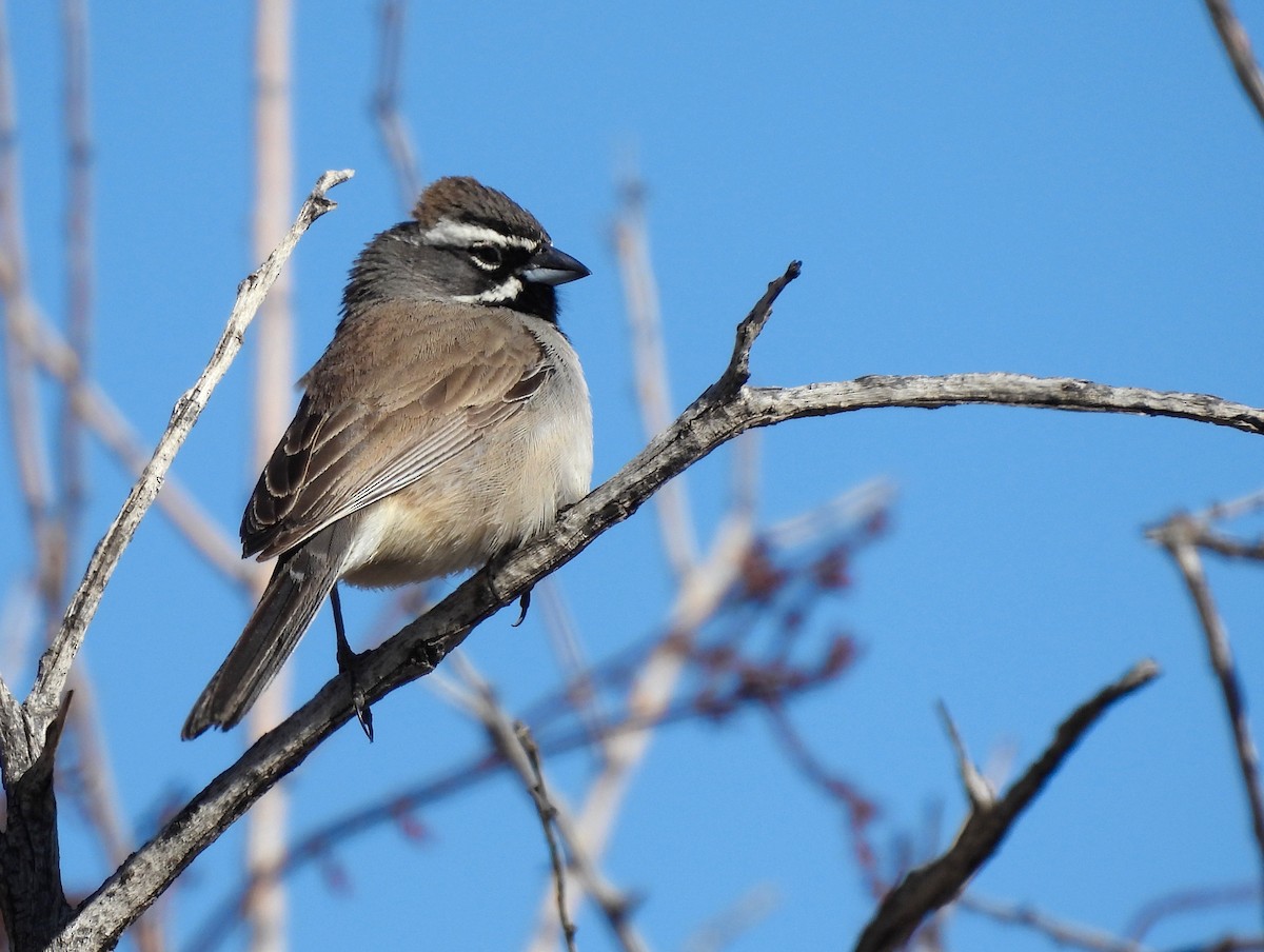 Black-throated Sparrow - ML617912559