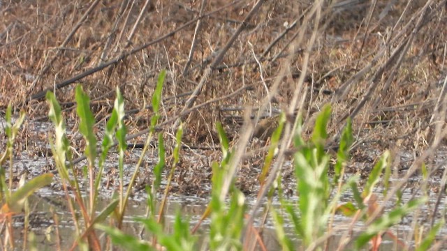 斑胸秧雞 - ML617912568