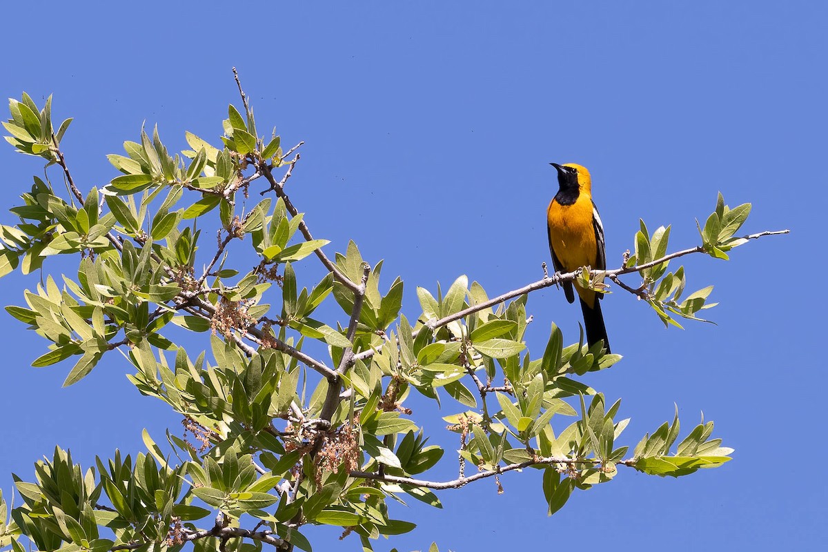 Hooded Oriole (nelsoni Group) - ML617912577