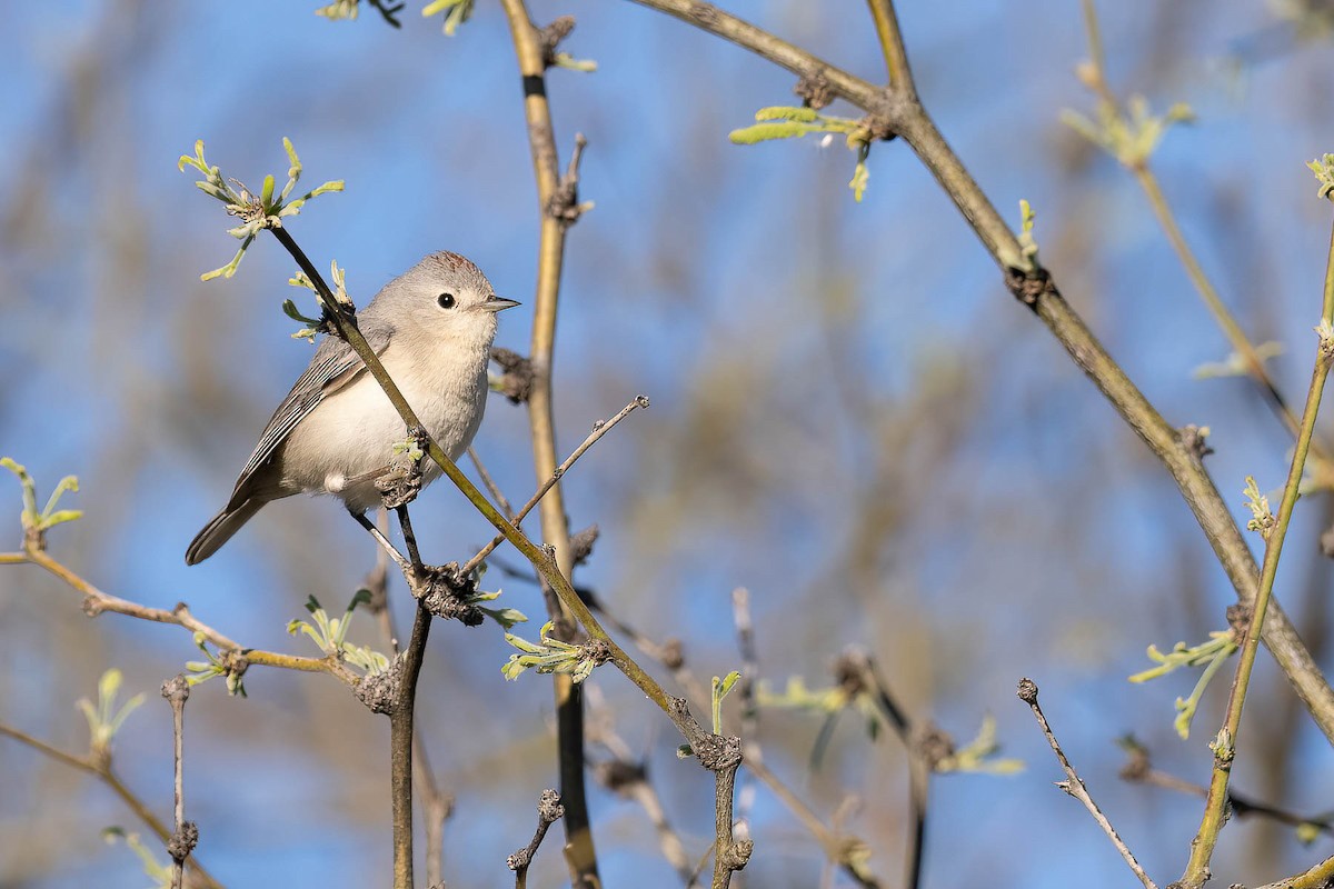 Lucy's Warbler - ML617912579