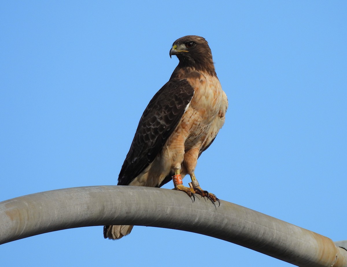 Red-tailed Hawk - James Earles