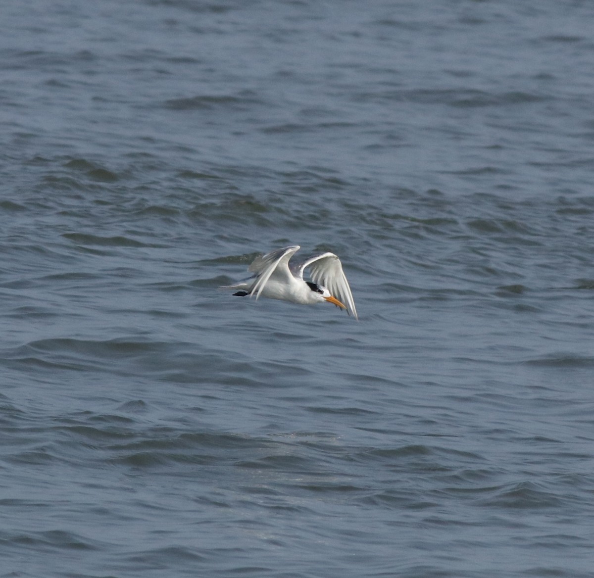 Lesser Crested Tern - ML617912605