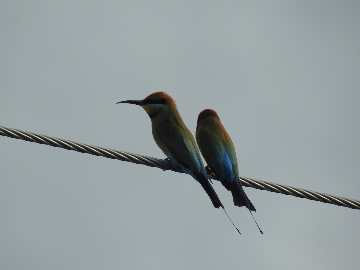 Rainbow Bee-eater - ML617912616