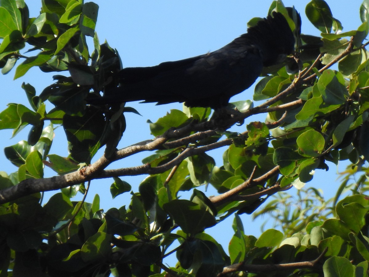 Red-tailed Black-Cockatoo - ML617912637