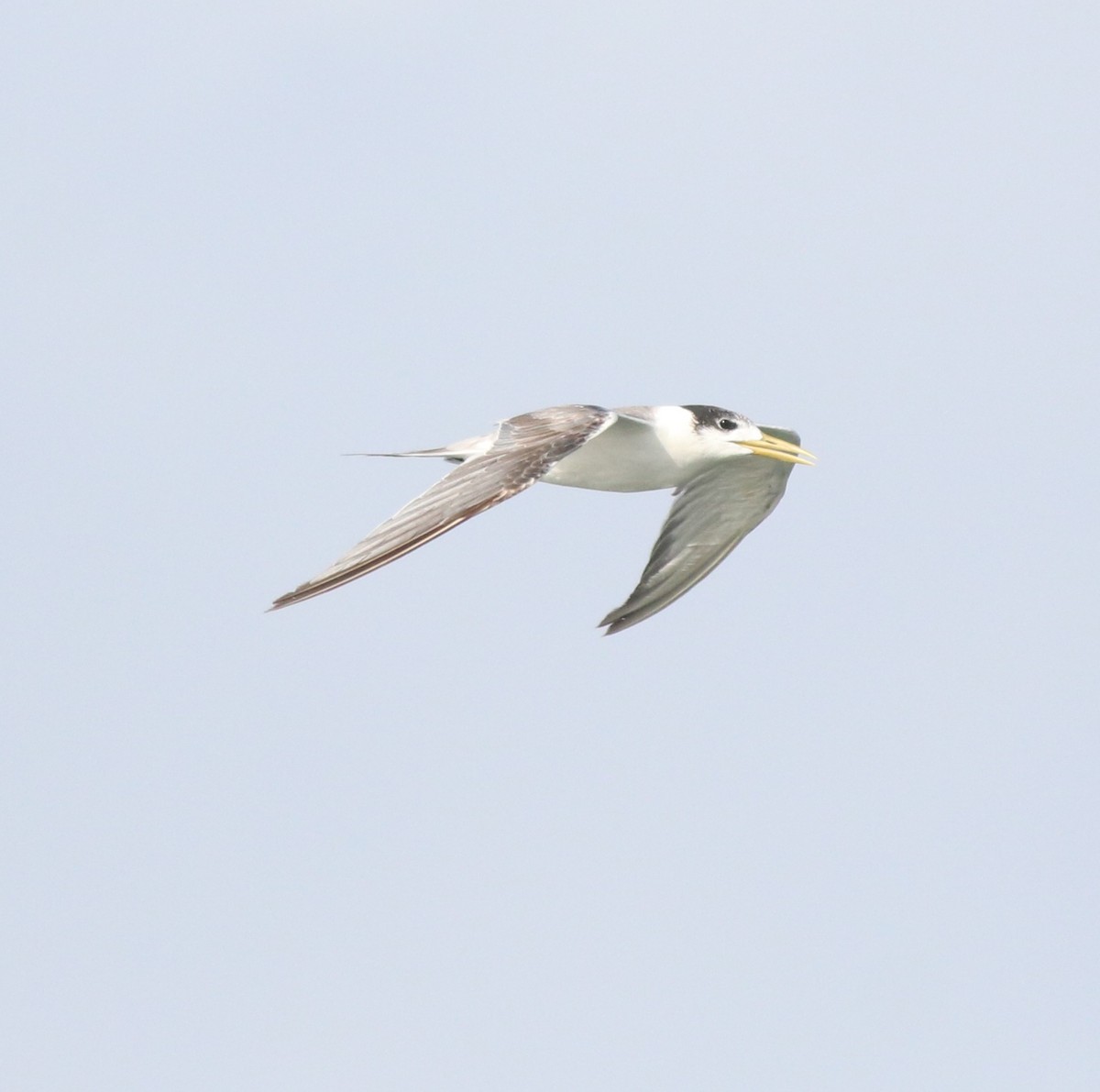 Great Crested Tern - ML617912661