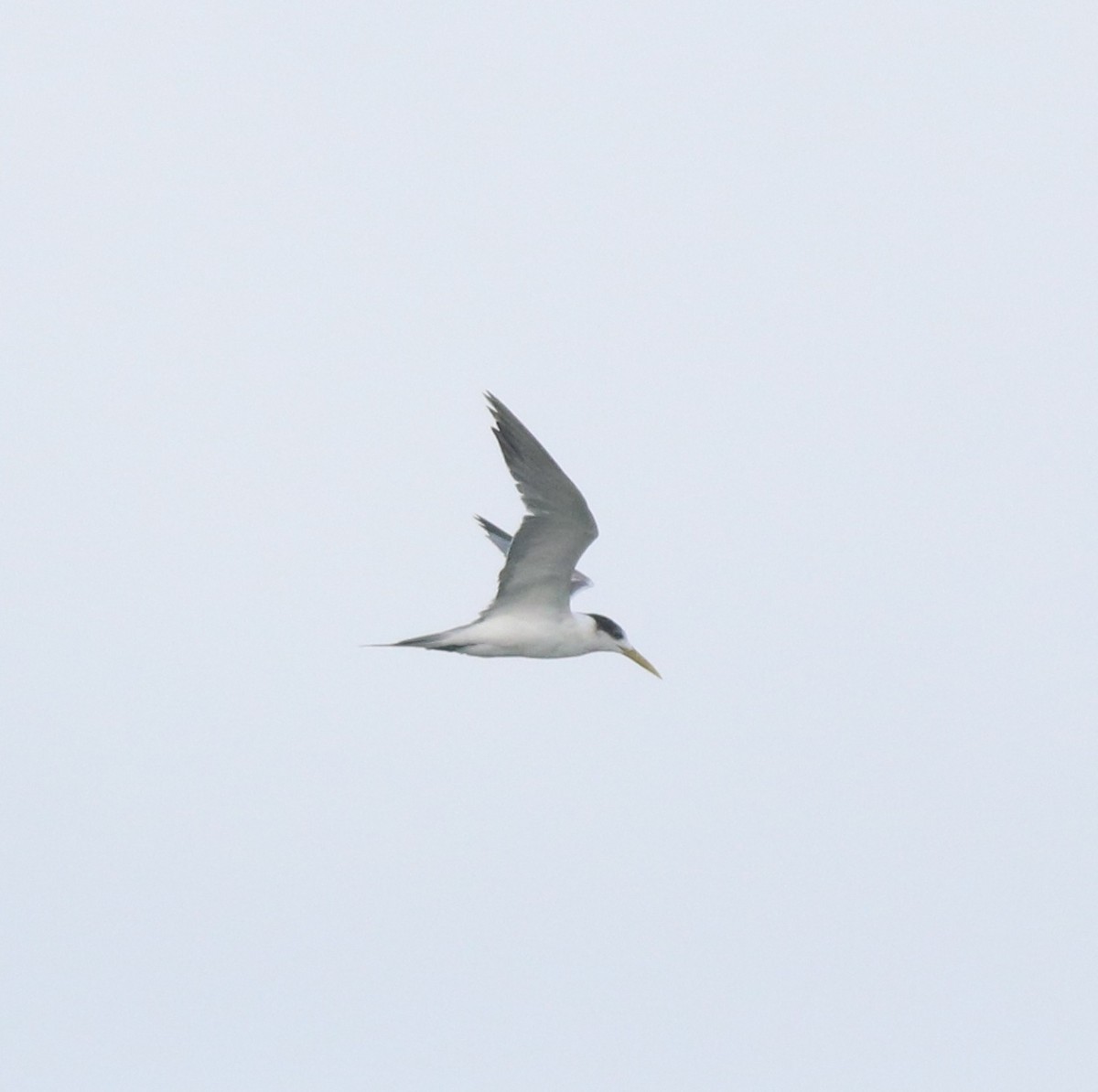 Great Crested Tern - ML617912663