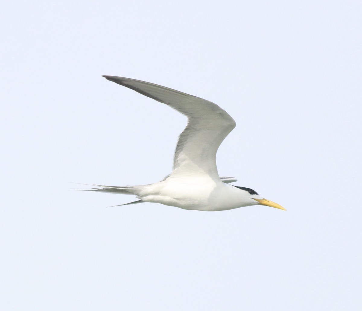 Great Crested Tern - ML617912667