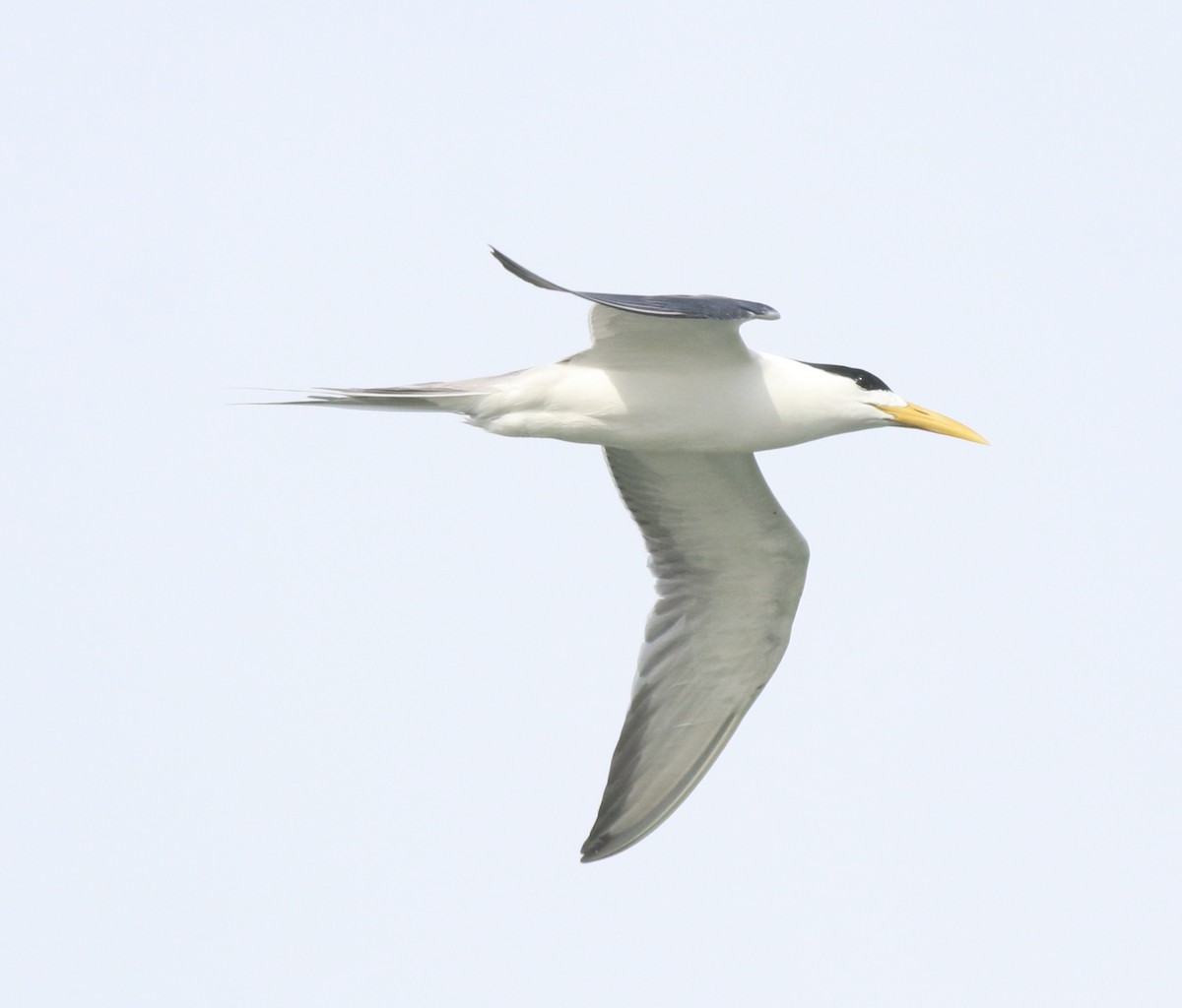 Great Crested Tern - ML617912669