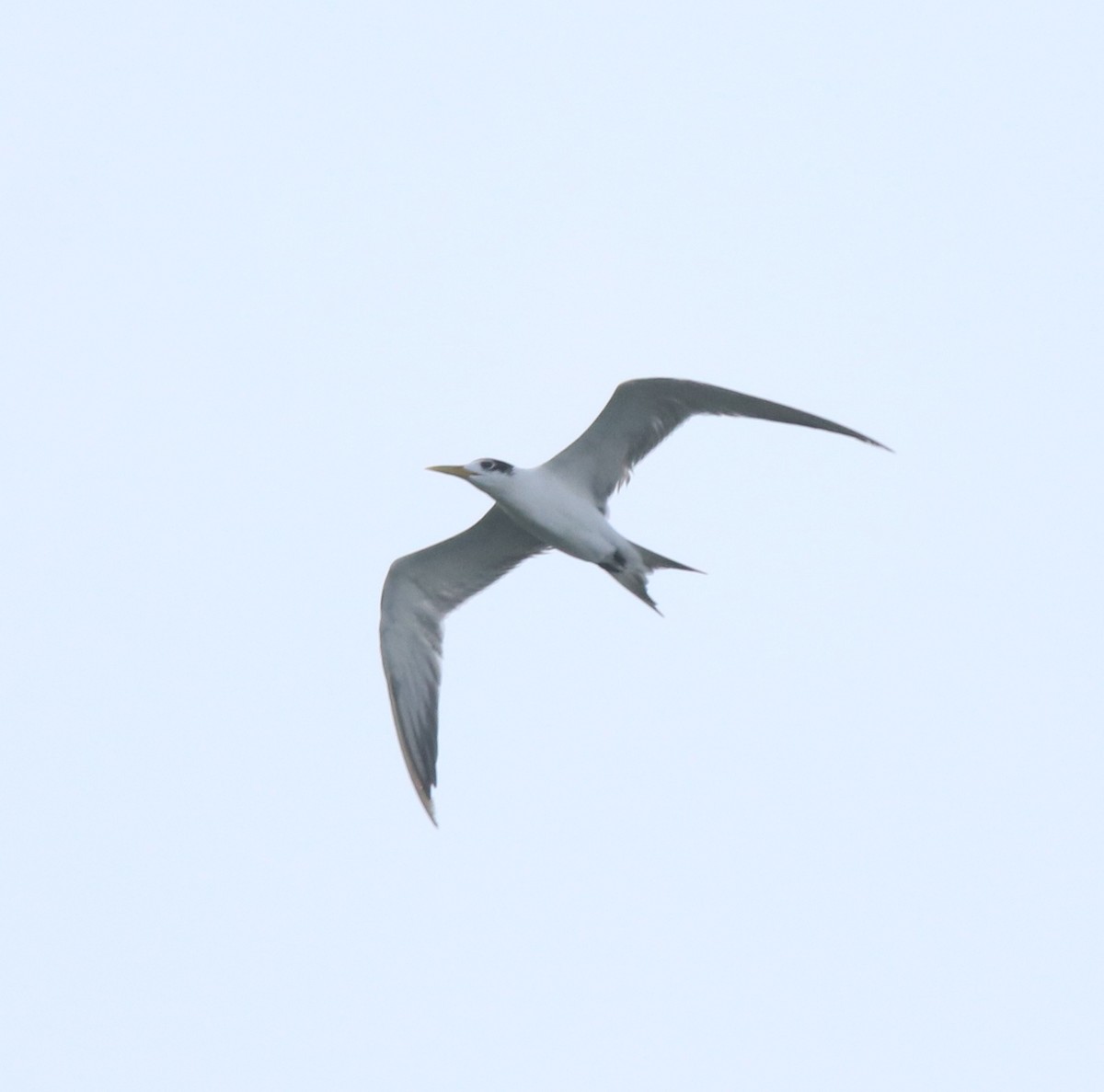 Great Crested Tern - ML617912671
