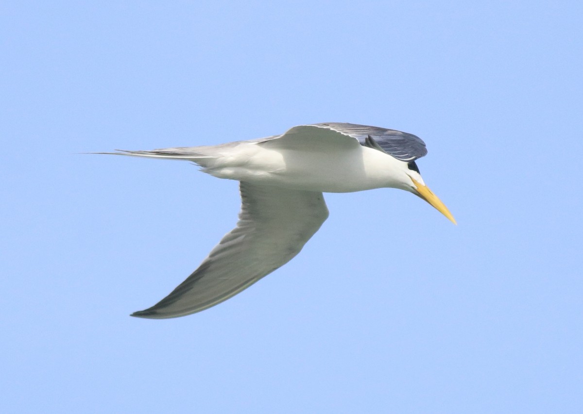 Great Crested Tern - ML617912672